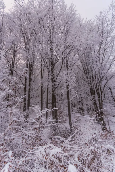 Volledige Sneeuw Bedekt Bomen Mistige Bos — Stockfoto