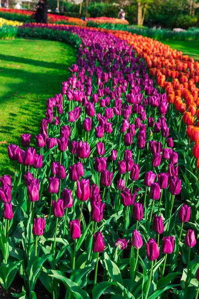 Nahaufnahme Von Erstaunlich Zarten Blühenden Blumen — Stockfoto