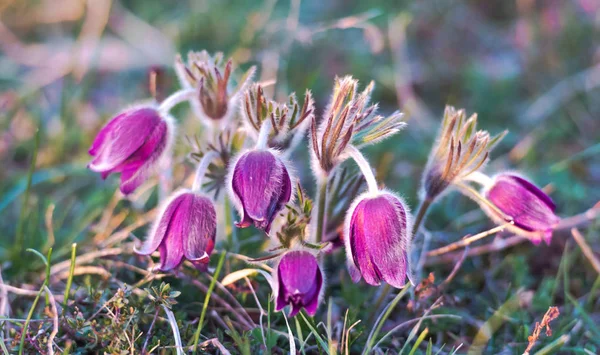 Şaşırtıcı ihale çiçek açan çiçekler yakın çekim