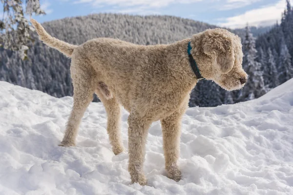 雪に覆われた庭の背景にかわいいホワイト子犬 — ストック写真