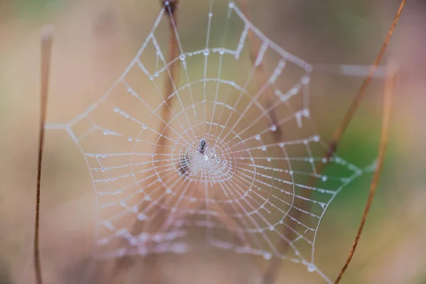 Close Shot Păianjen Web Picături Rouă — Fotografie, imagine de stoc