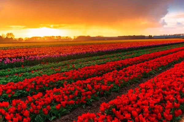 Pohled Kvetoucí Tulipány Pěstování Plantážích Field — Stock fotografie