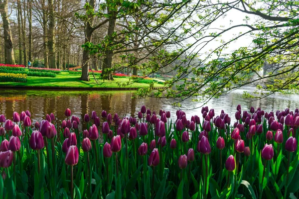 Gros Plan Des Fleurs Florissantes Tendres Étonnantes — Photo