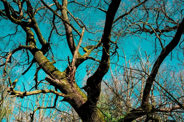 Sonne Beleuchtet Kahlen Baum Mit Blauem Himmel Auf Dem Hintergrund — Stockfoto