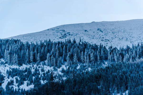 Заснеженные Деревья Ветви Зимнем Лесу — стоковое фото