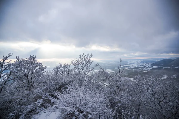 Vue Imprenable Sur Nature Avec Des Arbres Enneigés — Photo