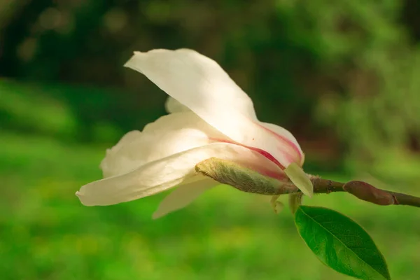 Gros Plan Fleur Magnolia Soleil — Photo