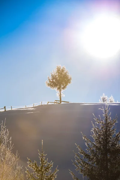 被白雪覆盖的光秃秃的树和分支在自然背景 — 图库照片