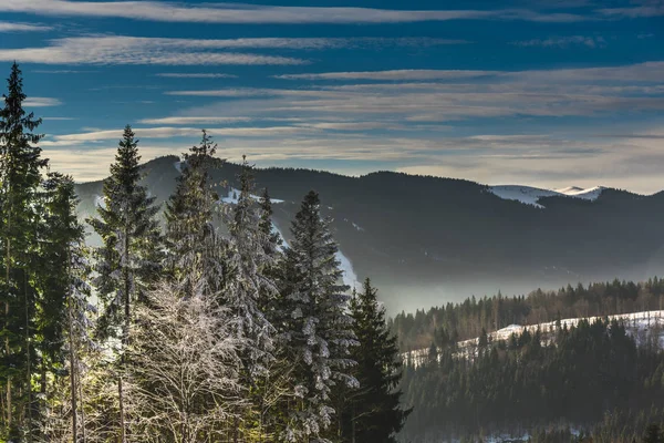 Lumen Peittämät Puut Oksat Talvimetsässä — kuvapankkivalokuva