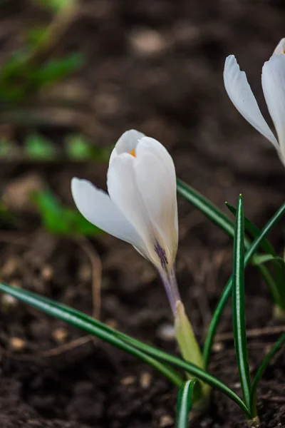 Närbild Fantastiska Anbud Blommande Blommor — Stockfoto