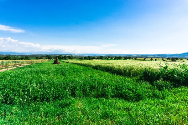 Spuren Auf Dem Weizenfeld — Stockfoto