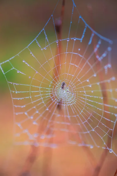 Nära Upp Skott Spindelnät Med Daggdroppar — Stockfoto