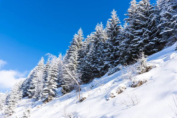 Snow-covered trees and branches in wintry forest