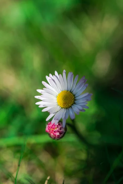 Gros Plan Des Fleurs Florissantes Tendres Étonnantes — Photo