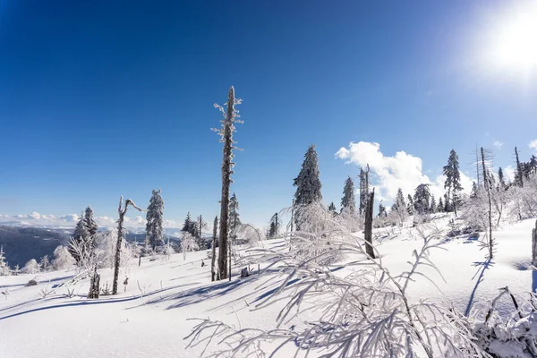 Árboles Ramas Cubiertos Nieve Bosque Invernal — Foto de Stock