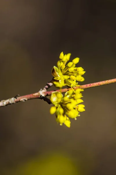 Fleurs Jaunes Sauvages Dans Jardin — Photo