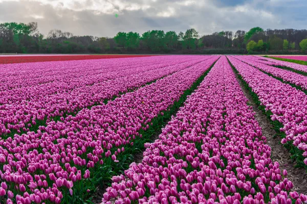 View Blooming Tulips Growing Plantation Field — Stock Photo, Image