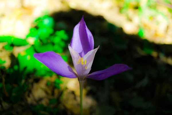 关闭惊人的五颜六色的花朵 — 图库照片