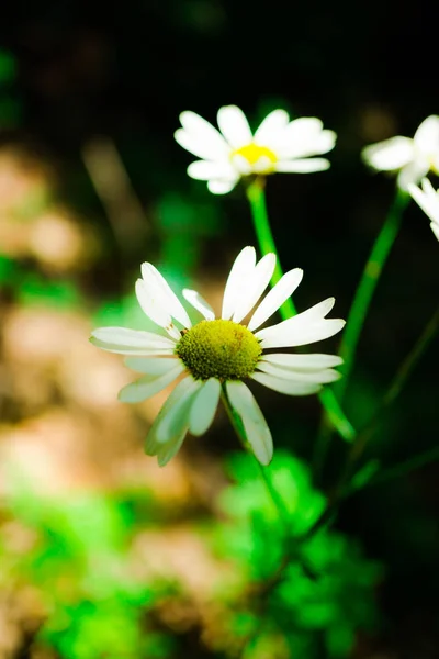 Gros Plan Fleurs Florissantes Colorées Étonnantes — Photo