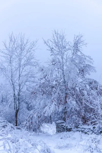 Árboles Ramas Cubiertos Nieve Bosque Invernal —  Fotos de Stock