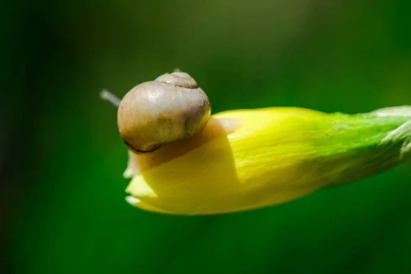 Guscio Lumaca Sul Fiore — Foto Stock