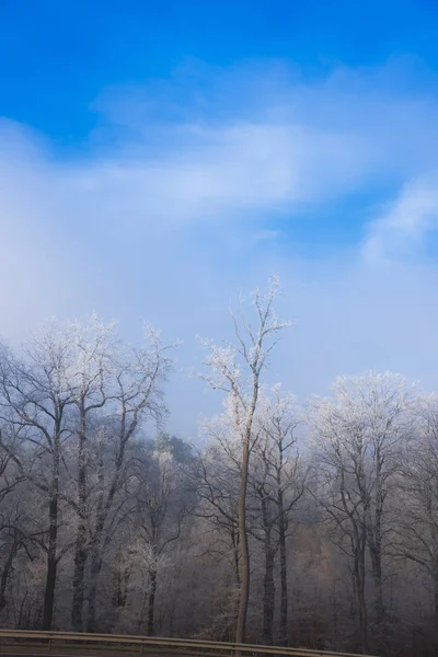 Alberi Rami Innevati Nella Foresta Invernale — Foto Stock