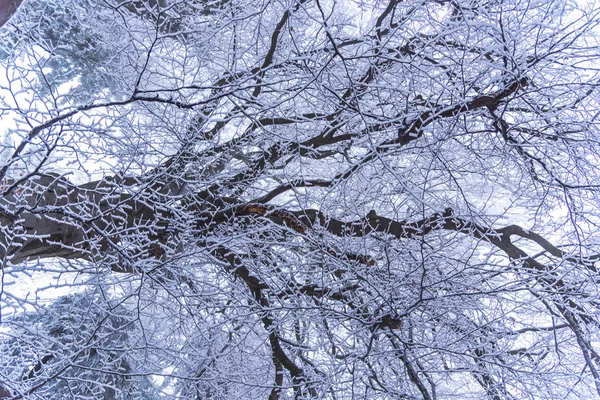 Ramas Cubiertas Nieve Invierno — Foto de Stock