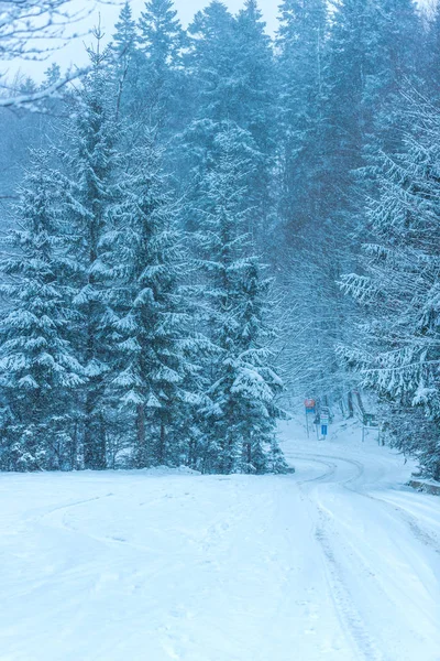 Árboles Desnudos Cubiertos Nieve Ramas Bosque Invernal —  Fotos de Stock