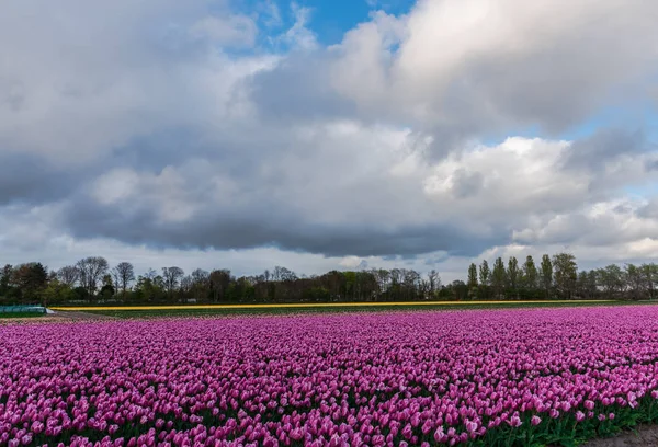 Vista Tulipani Che Crescono Campo Piantagione — Foto Stock