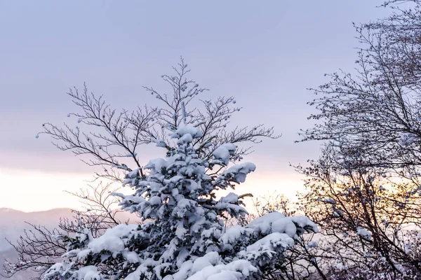 Arbres Branches Enneigés Dans Forêt Hivernale — Photo