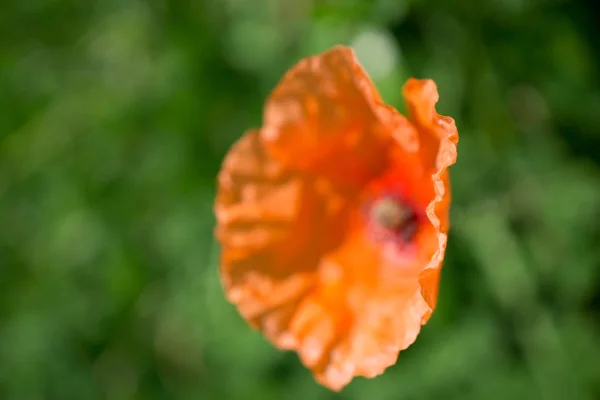 驚くほどカラフルな花のクローズ アップ — ストック写真