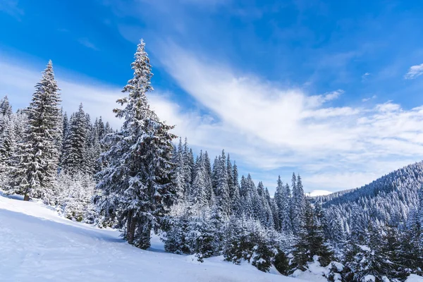 Árboles Ramas Cubiertos Nieve Bosque Invernal — Foto de Stock