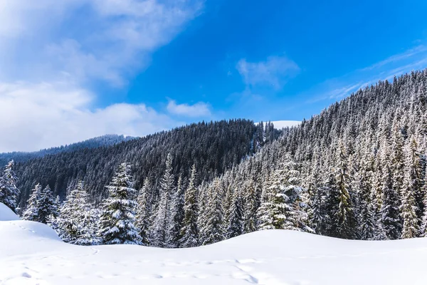 Snowcapped Fir Trees Hill Blue Sky — Stock Photo, Image