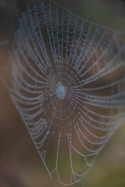 Nära Upp Skott Spindelnät Med Daggdroppar — Stockfoto