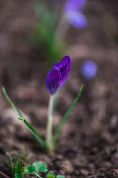 Närbild Fantastiska Färgglada Blommande Blomma — Stockfoto