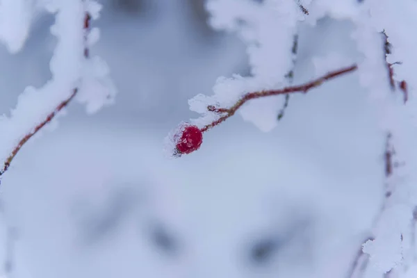 凍った自然 雪に覆われた森 — ストック写真