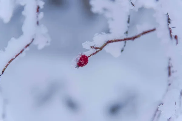 冰冻的大自然 覆盖着雪的森林 — 图库照片