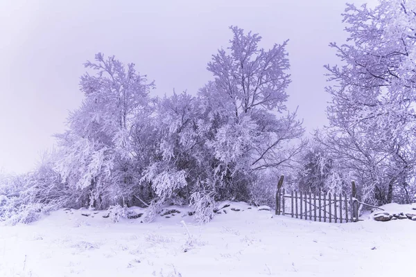 Árboles Cubiertos Nieve Bosque Brumoso —  Fotos de Stock