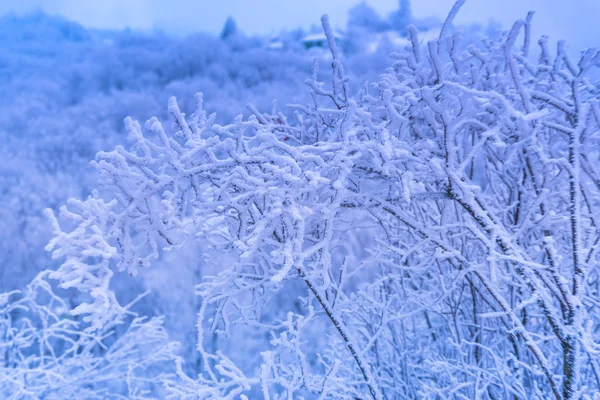 Snow Covered Trees Branches Wintry Forest — 图库照片