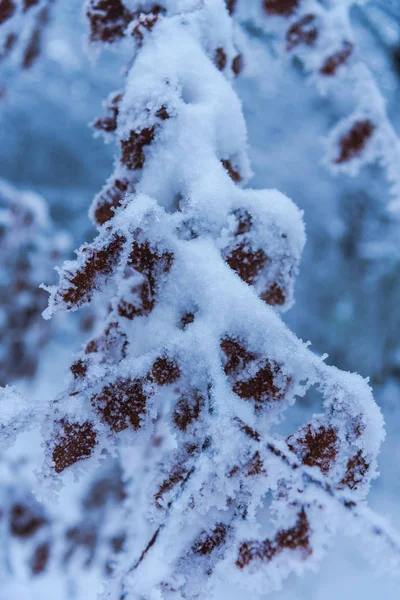 在寒冷的森林里被白雪覆盖的光秃秃的树木和树枝 — 图库照片