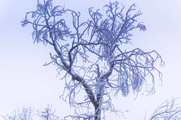 Verschneite Kahle Bäume Und Äste Winterlichen Wald — Stockfoto