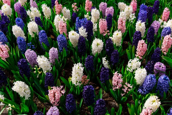 Nahaufnahme Von Erstaunlich Zarten Blühenden Blumen — Stockfoto