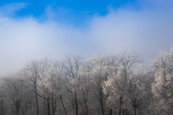 Árboles Ramas Cubiertos Nieve Bosque Invernal — Foto de Stock