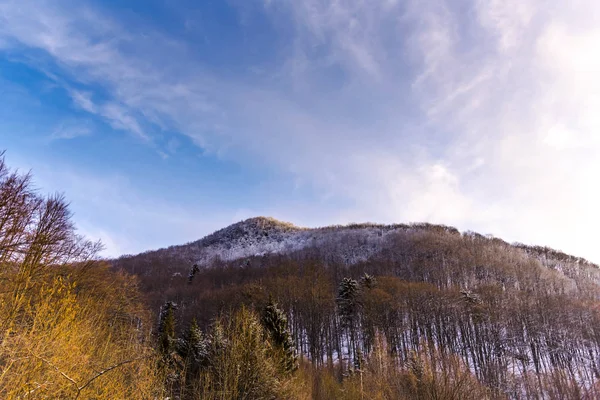 Geweldig Uitzicht Bergen Met Hoge Bomen — Stockfoto