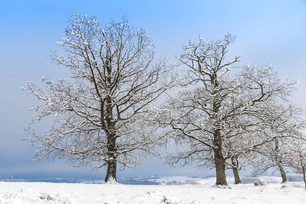 Snow Covered Trees Branches Wintry Forest — Zdjęcie stockowe