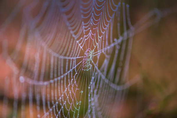 Close Shot Păianjen Web Picături Rouă — Fotografie, imagine de stoc