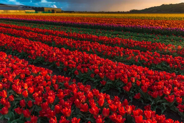 Vista Tulipani Fiore Che Crescono Campo Piantagione — Foto Stock