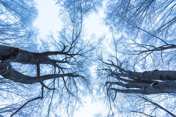 Snow Covered Trees Branches Wintry Forest — Stock fotografie
