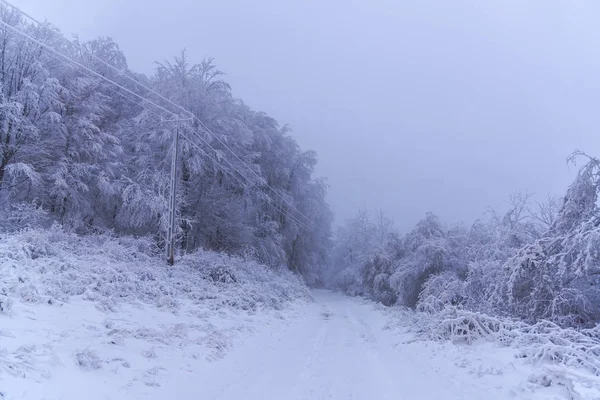 Árboles Ramas Cubiertos Nieve Bosque Invernal —  Fotos de Stock