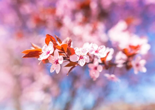 Ramo Árvore Cereja Com Flores Close — Fotografia de Stock
